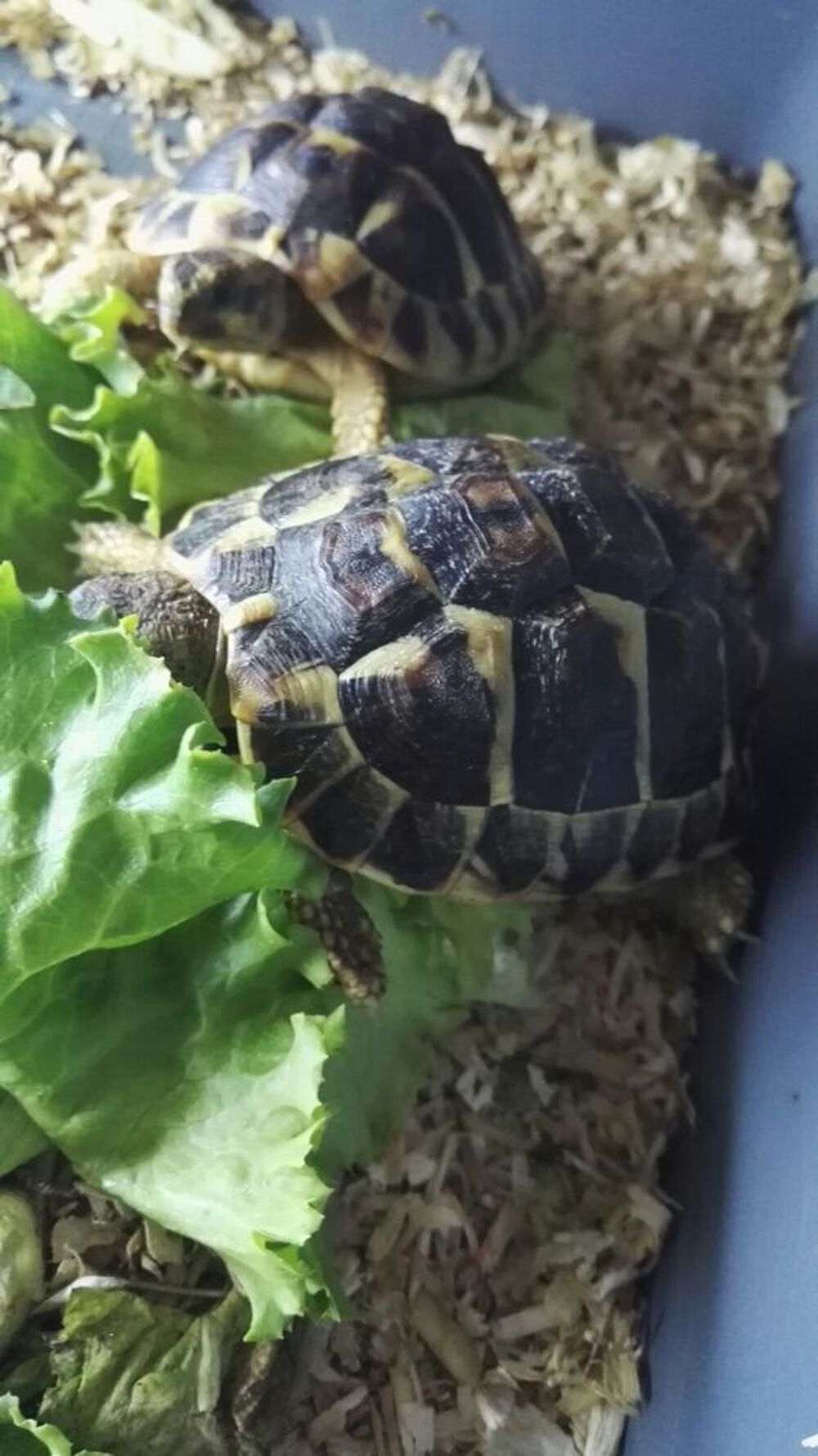   JEUNES TORTUES TERRE 