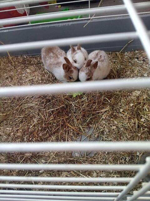 Lapin nain 10 02400 Ch�teau-thierry