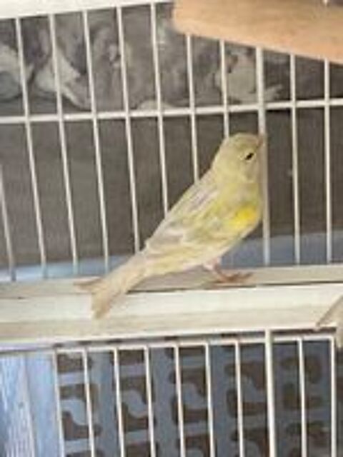  Canari
