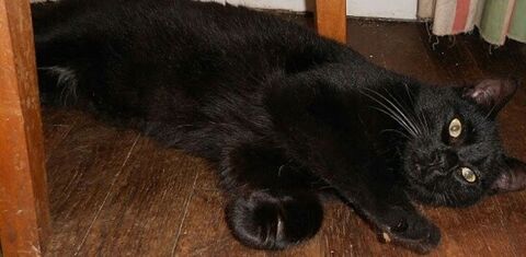 Apollon,2 an et demi,cherche un bon foyer 160 95110 Sannois