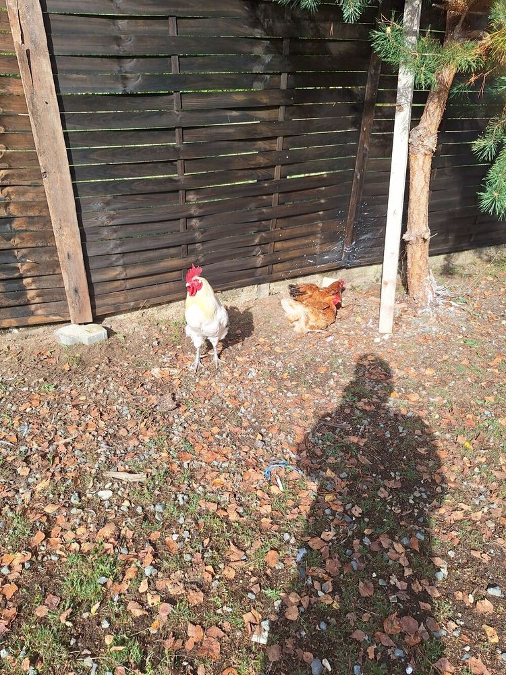   poule et coq canard dinde,dinde royal 