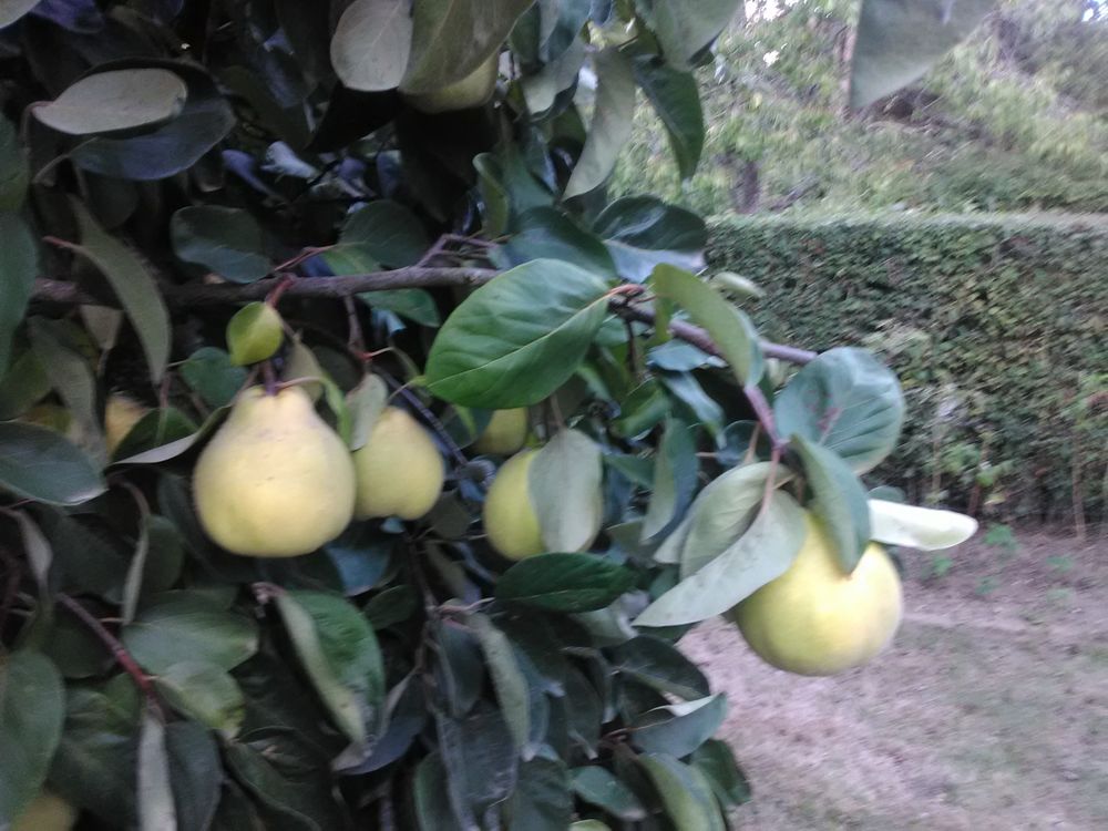 coings Jardin
