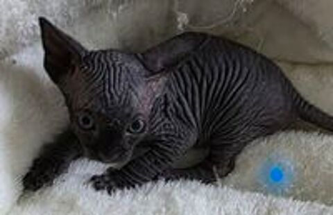   Adorable Chatons sphynx 