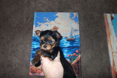 magnifique chiot yorkshire 1250 30000 N�mes