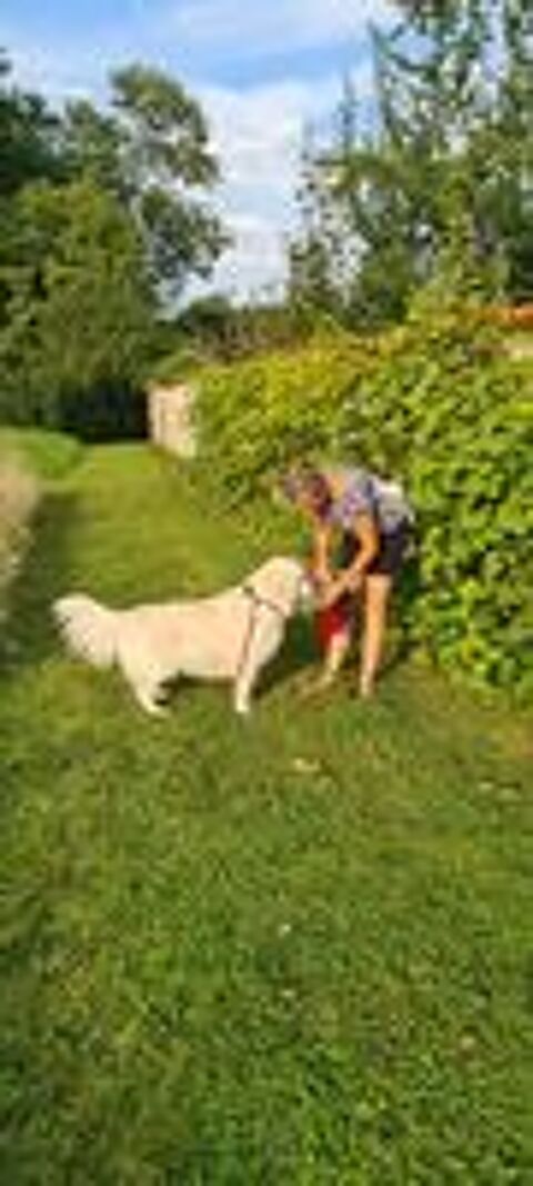   Pet sitting  