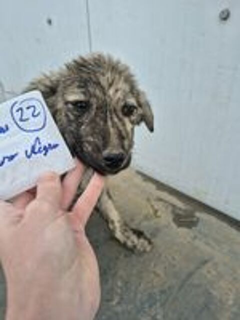   Nash à l'adoption 