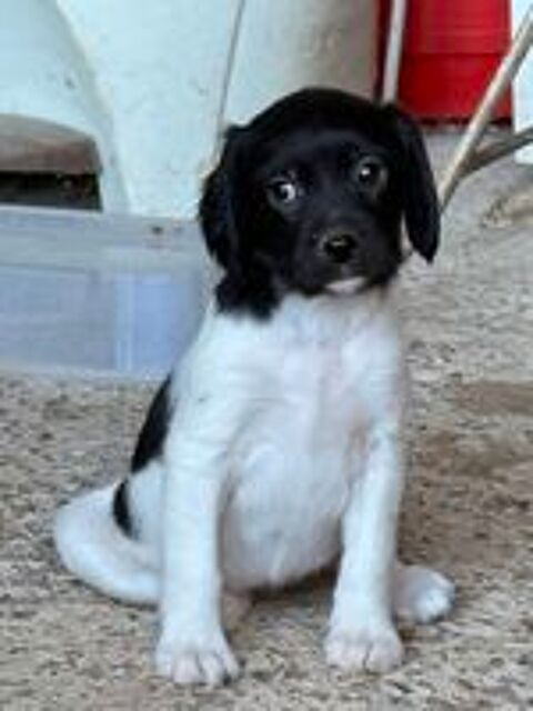   A l adoption 