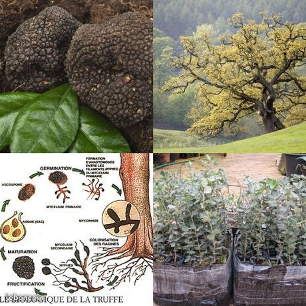 verger &agrave; truffe Jardin