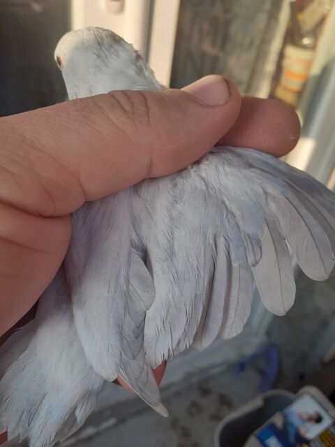 femelle touï céleste (forpus coelestis) 55 88150 Thaon-les-vosges