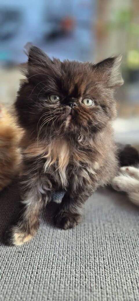 Chatons Persans 650 40130 Capbreton