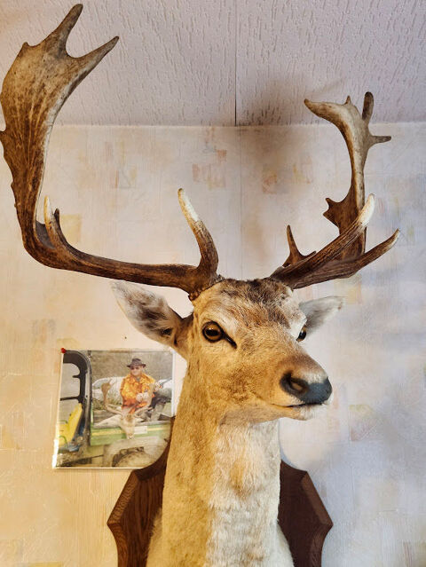 TROPHEE DE  DAIM. 100 56130 Saint-dolay