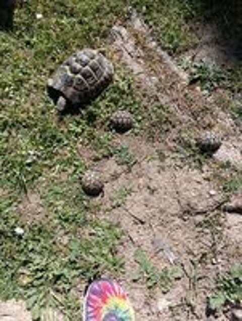   Bébés tortues Hermann  