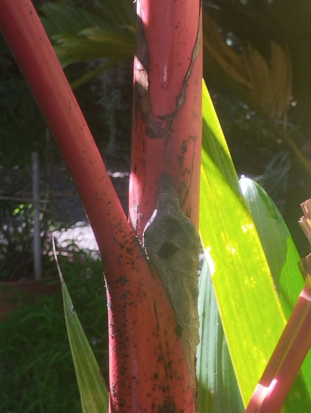 Palmier rouge &agrave; l&egrave;vres de 3m de hauteur Jardin
