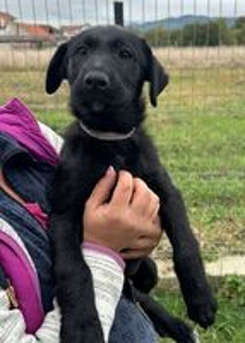   MAZE FEMELLE NON ST�RILIS�E 5 MOIS A SAUVER DE ROUMANIE ADOPTION SEULEMENT  