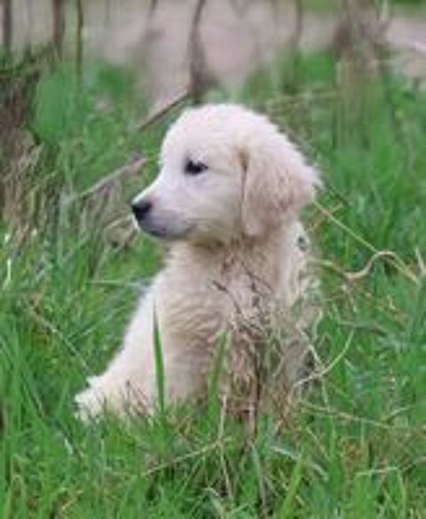  Chiots mâles et femelles GOLDEN RETRIEVER
