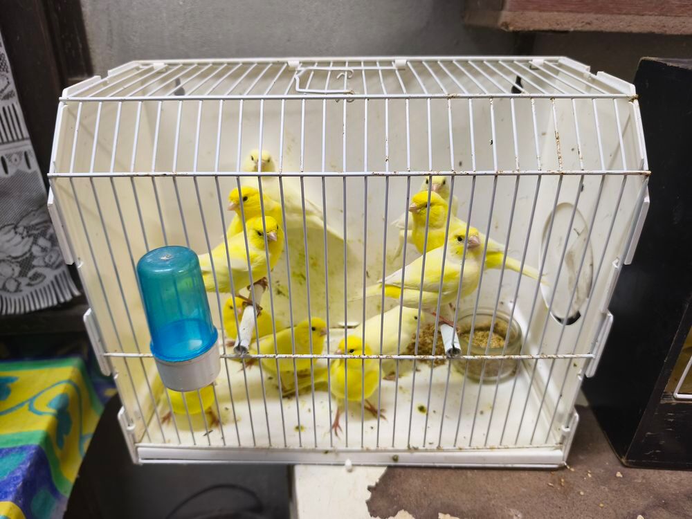   Oiseaux canaris jaune  