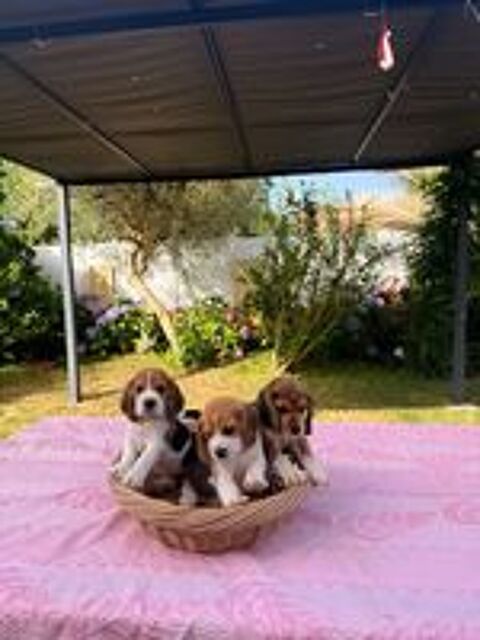   Chiots beagle 