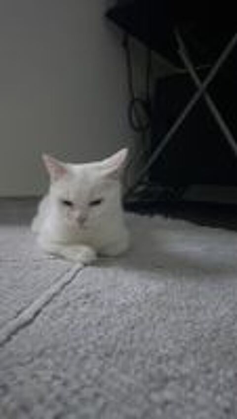   Chatte blanche  