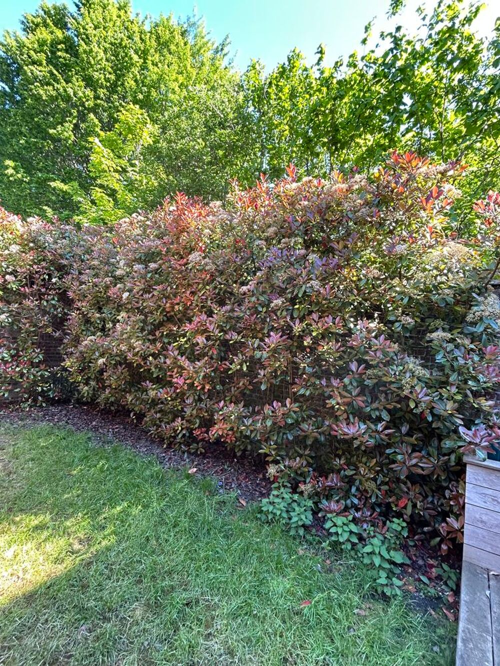 Photinia Red Robin Jardin
