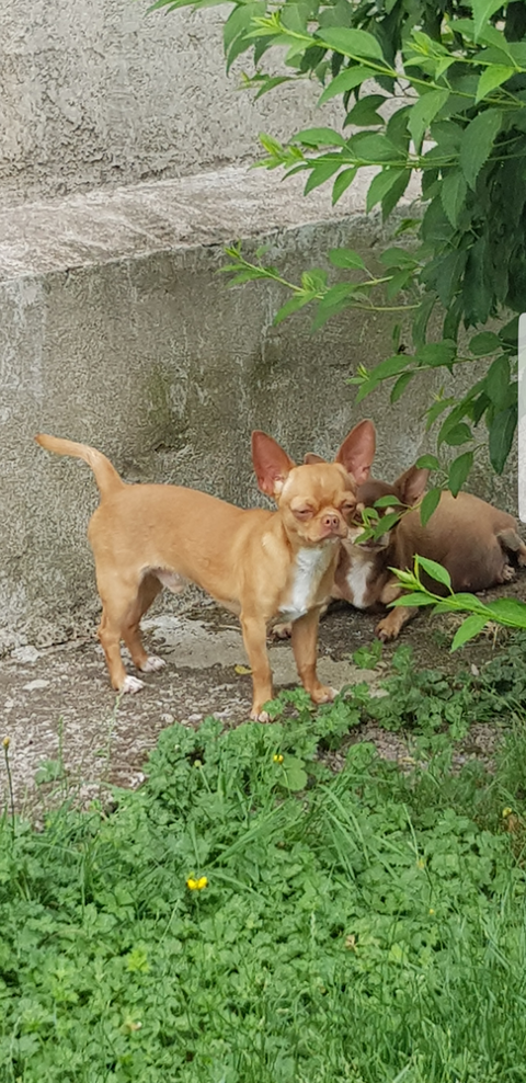 chihuahua poil court 550 88340 Le val-d'ajol