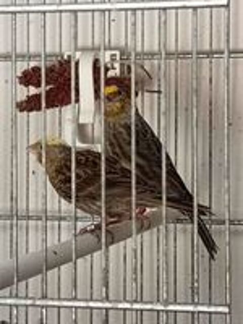   Canaris lizars  