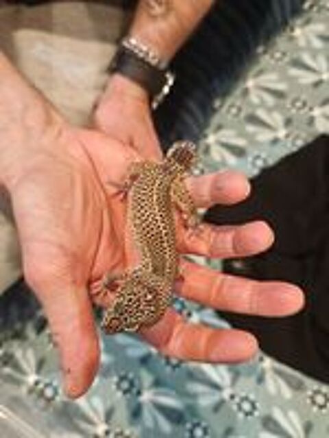   Gecko adultes et juvéniles  