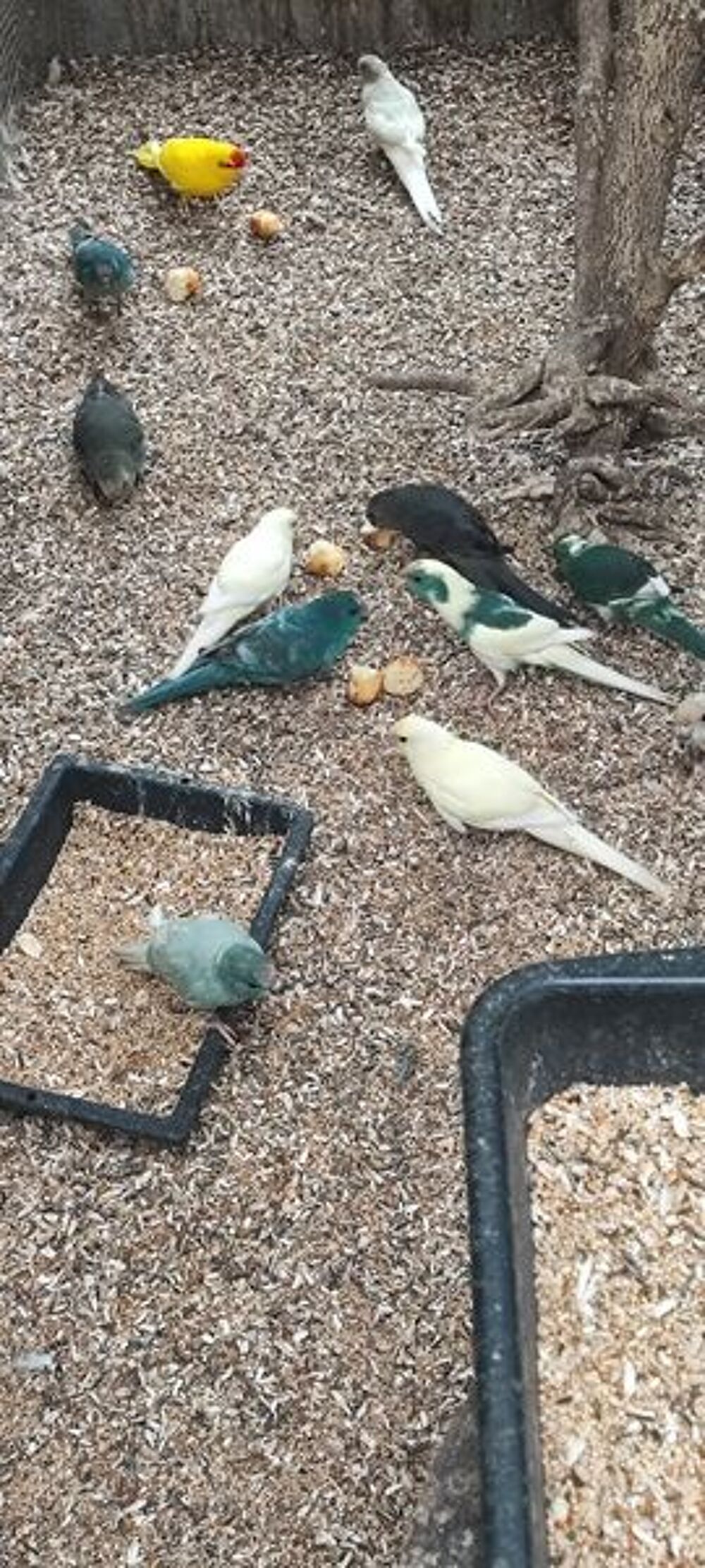   KAKARIKIS différentes couleurs 