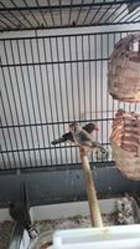   Oiseaux mandarin en couple 
