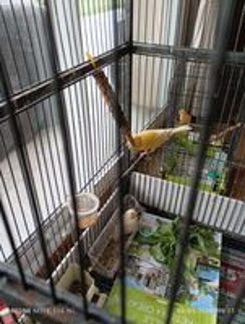   Couple reproducteur canaris  