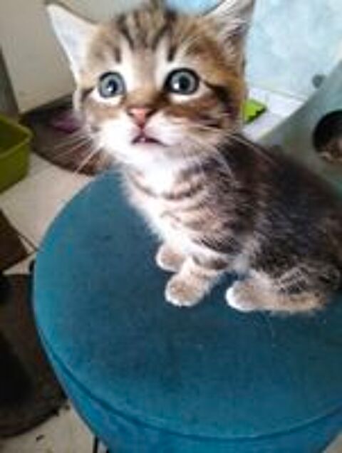   donne  petite femelle chatonne  