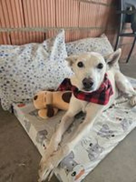   PISTOLE, 10 ans, un chien merveilleux ! 