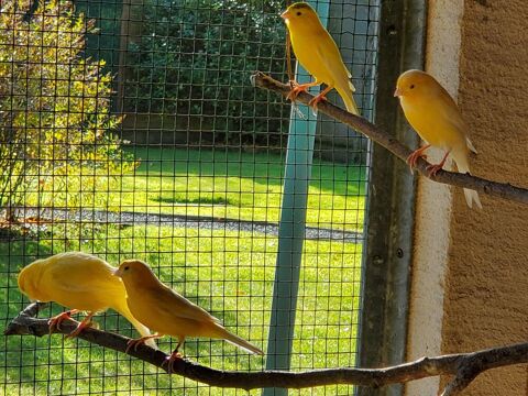 Oiseaux canaris 15 44860 Pont-saint-martin