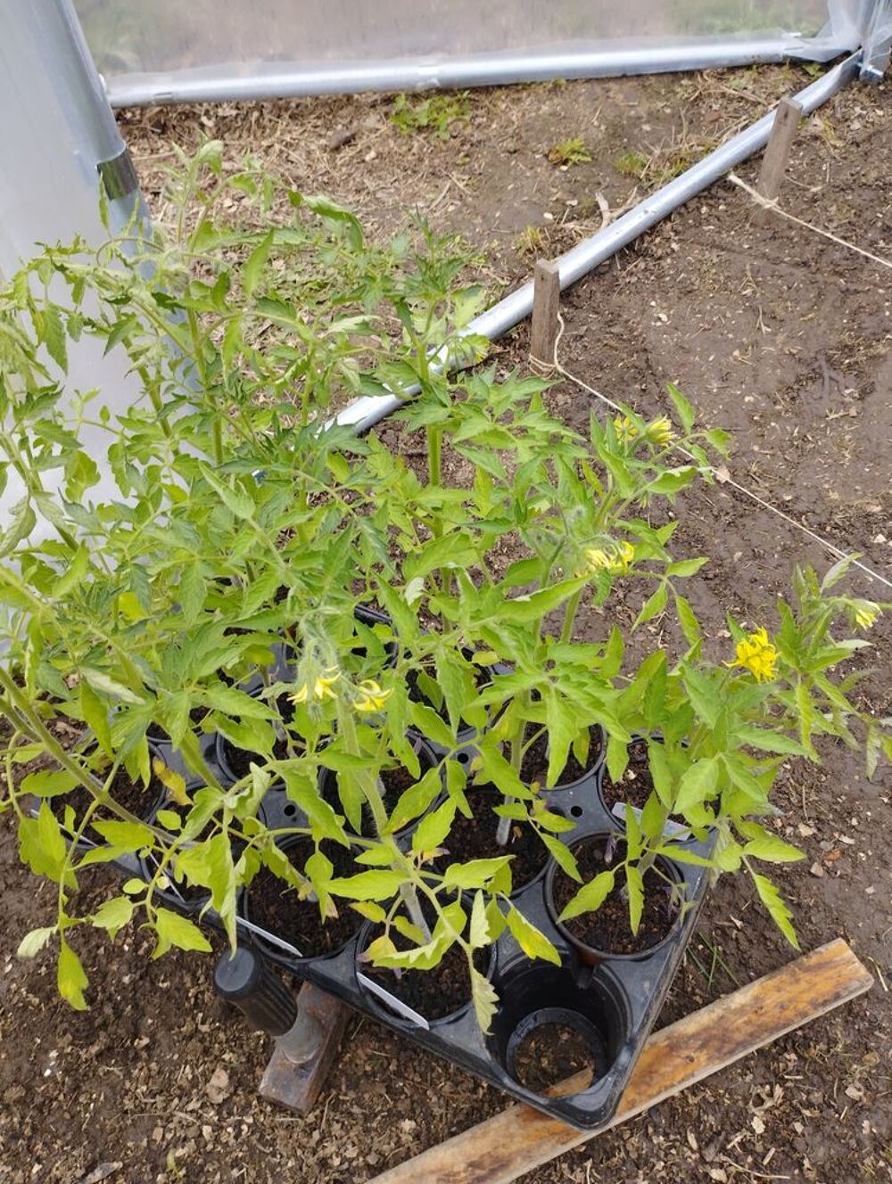 plans de tomates anciennes Jardin