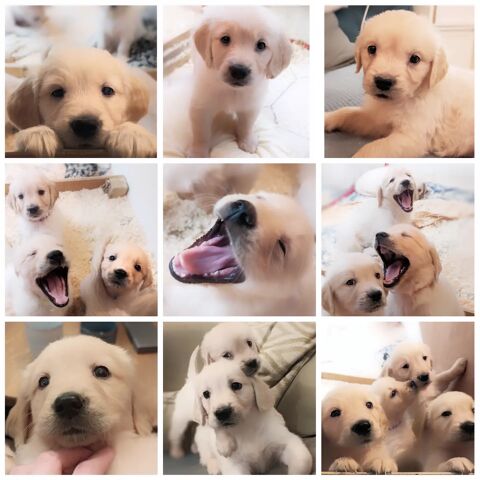   A réserver Magnifiques Chiots Golden Retriever 