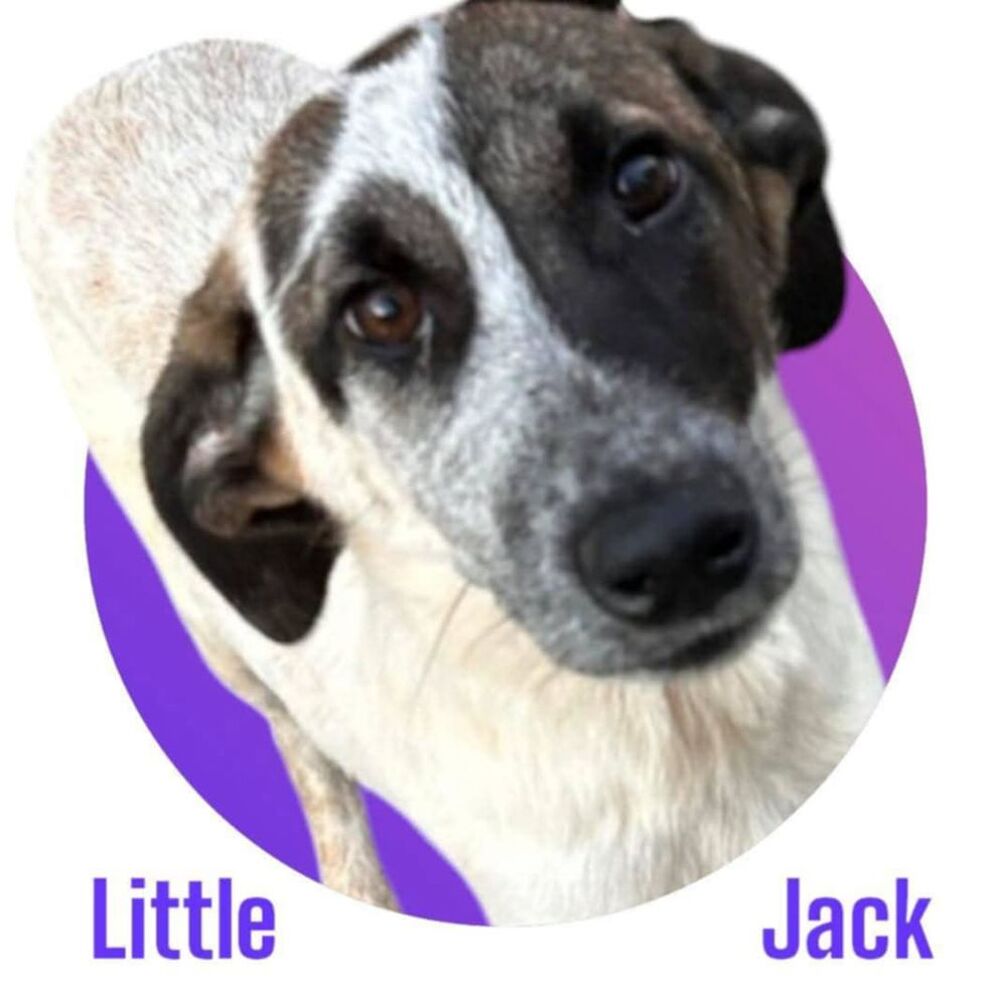   Notre Chouchou d'Amour, Jack, à l'adoption ! 