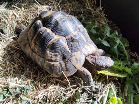 jolie tortue greaca 500 34000 Montpellier