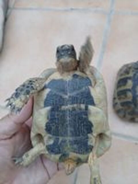   Couple de tortue de terre de 7 ans  