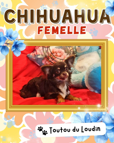 Chiot chihuahua femelle poils longs 650 18140 Pr�cy