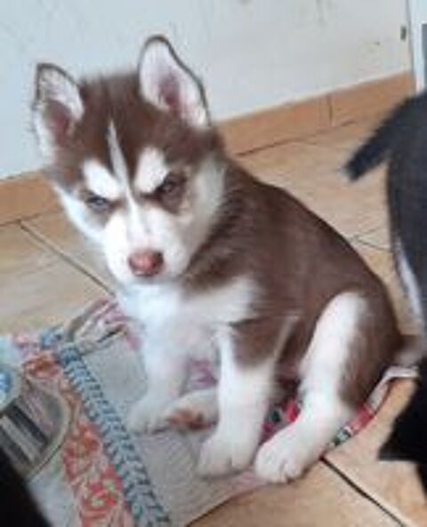   HUSKY FEMELLE LOF CHOCOLAT 