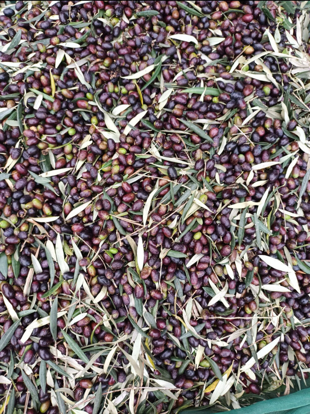 Huile d'olive du Portugal Jardin