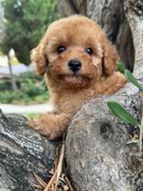  Garçon de caniche toy - couleur abricot 
