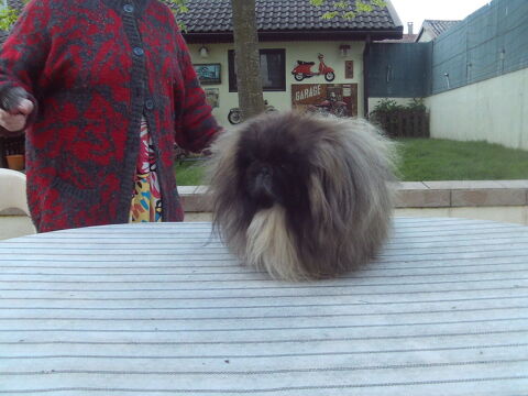 TRES BEAUX PEKINOIS LOF MULTI CHAMPION 01100 Oyonnax