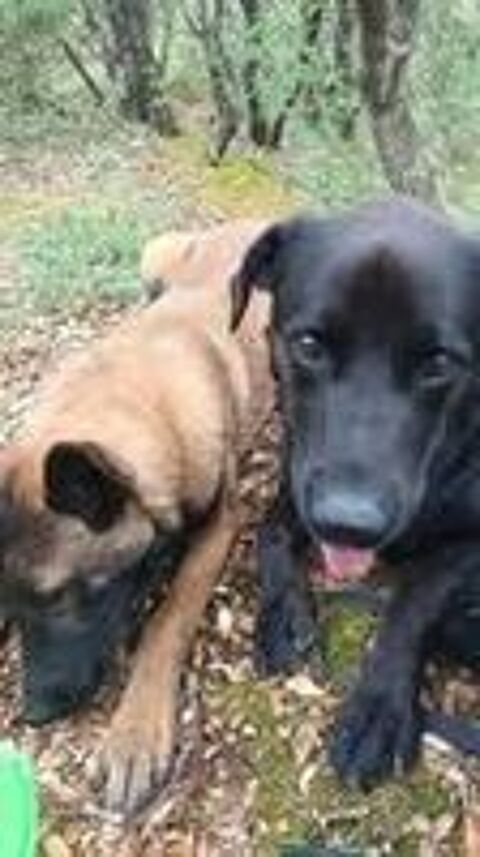  Chien ARES à l adoption 