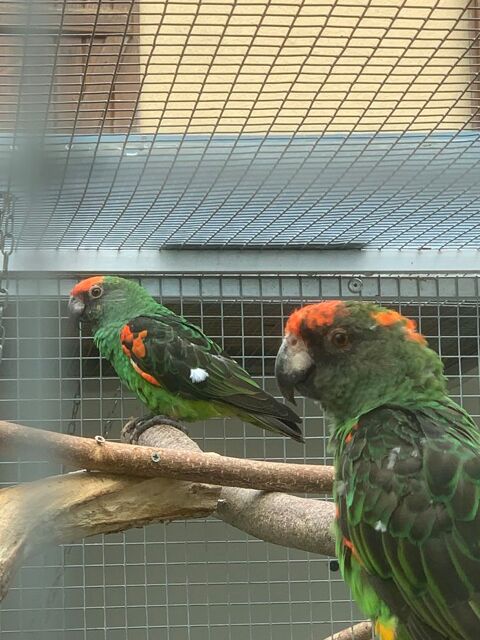 Perroquet 1100 68700 Wattwiller