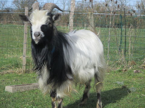 bouc Nain (50cm) , Angora 90 18000 Bourges