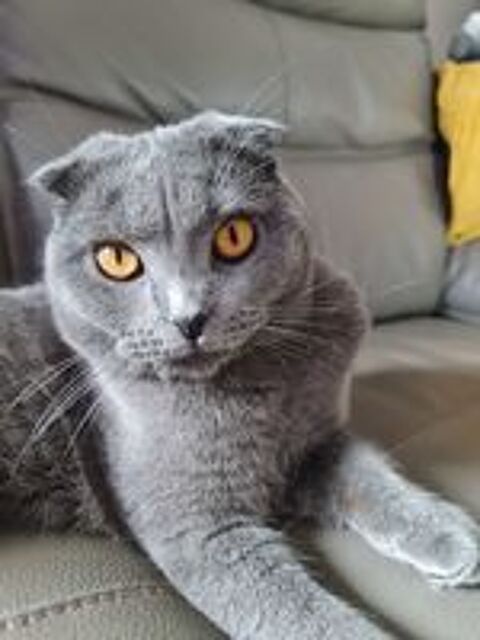   CHAT male POUR SAIL    400 euro Tel.. 