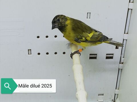 Couple tarin diluer 160 60240 Chaumont-en-vexin