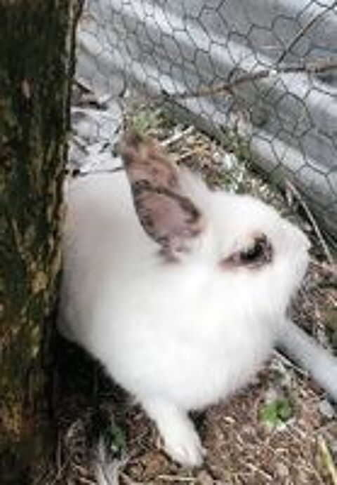   YUKI, adorable lapin nain à adopter via l'association UMA 