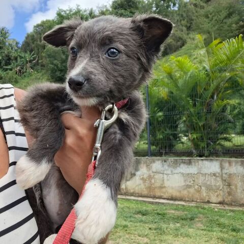 ✨️ SULFI ✨️ 🐶 290 78100 Saint-germain-en-laye