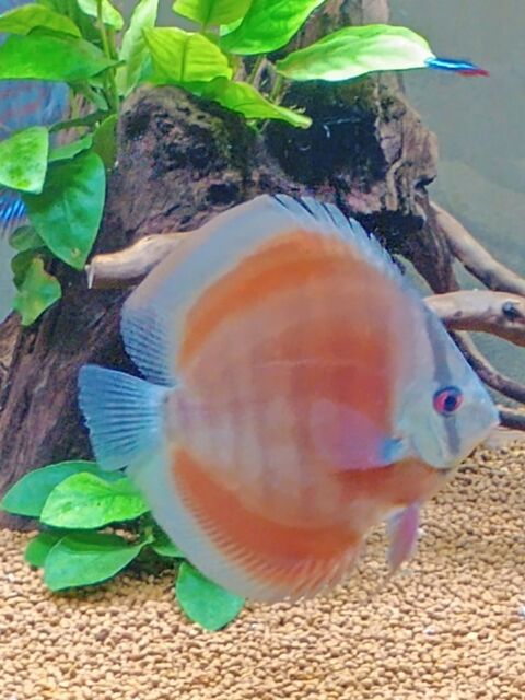 Discus 40 02100 Saint-quentin